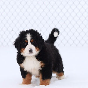 Meet your Posher, Mary